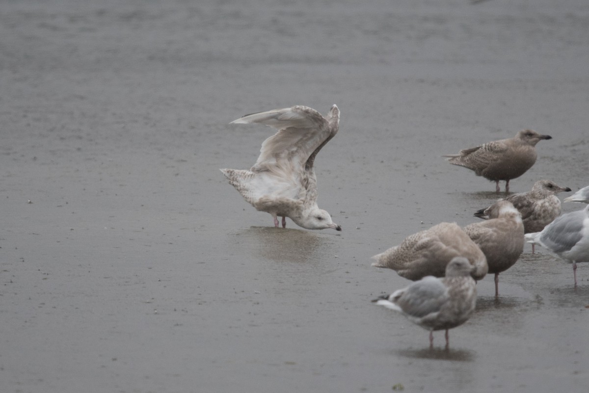 American Herring x Glaucous Gull (hybrid) - ML641098765