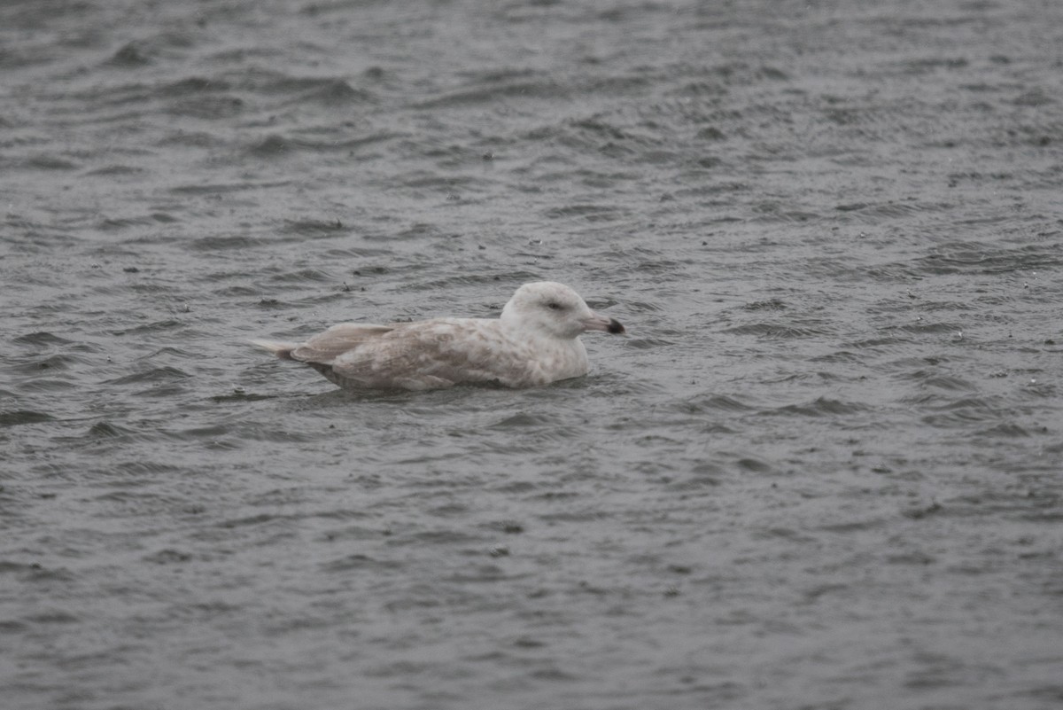 American Herring x Glaucous Gull (hybrid) - ML641098766
