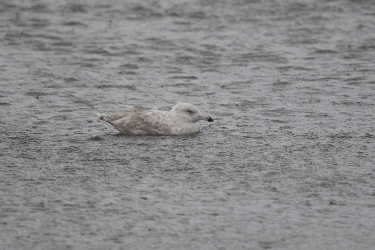 American Herring x Glaucous Gull (hybrid) - ML641098767