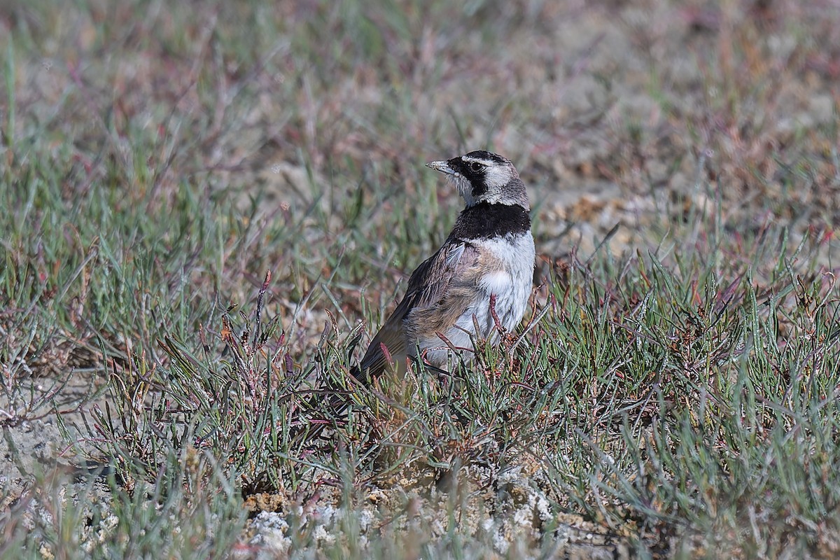 Horned Lark - ML641098775