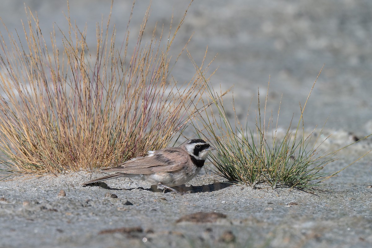 Horned Lark - ML641098776