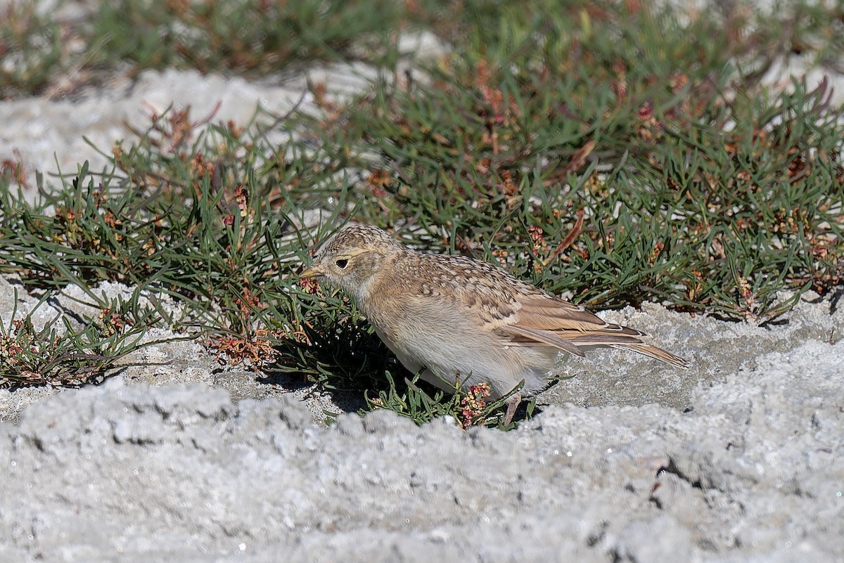 Horned Lark - ML641098778