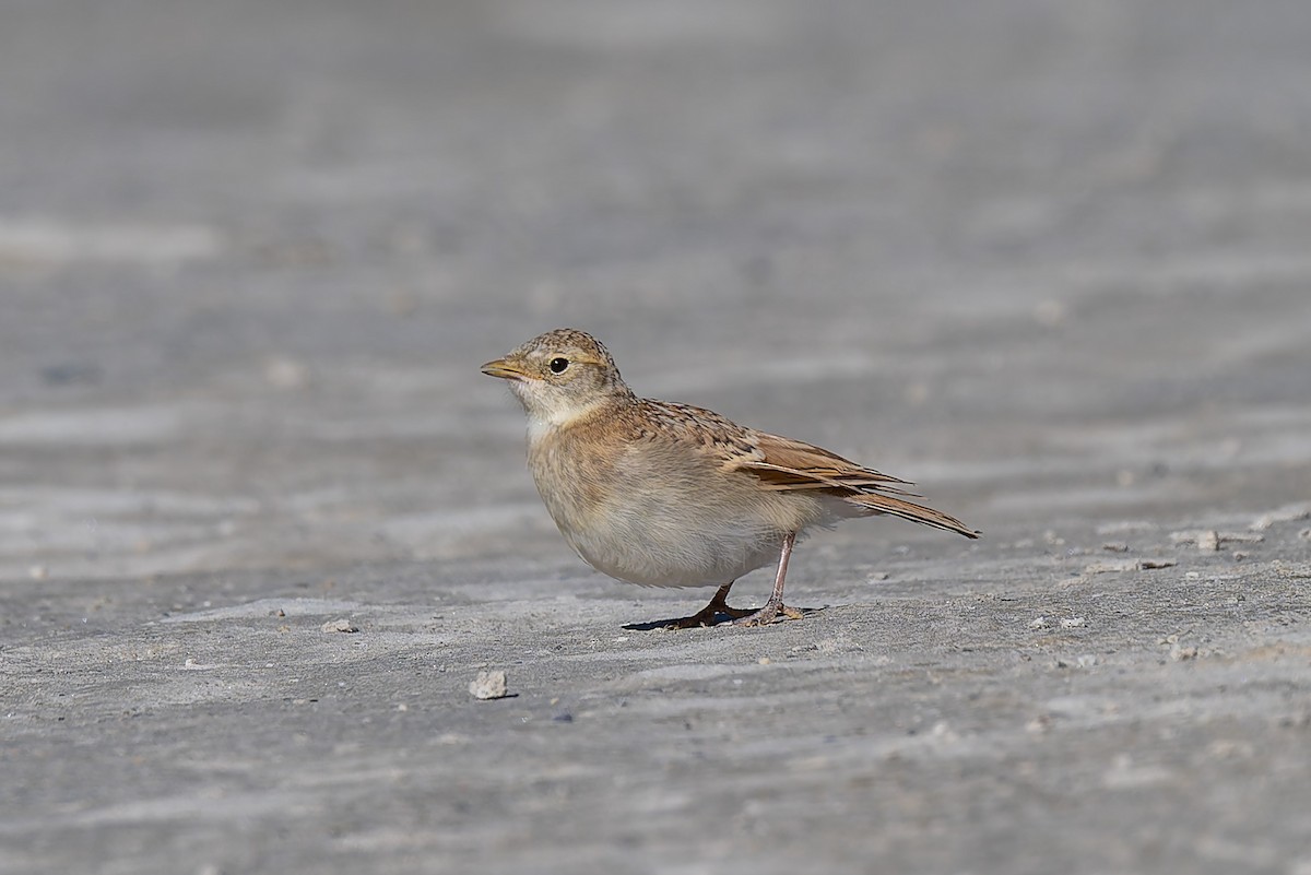 Horned Lark - ML641098779