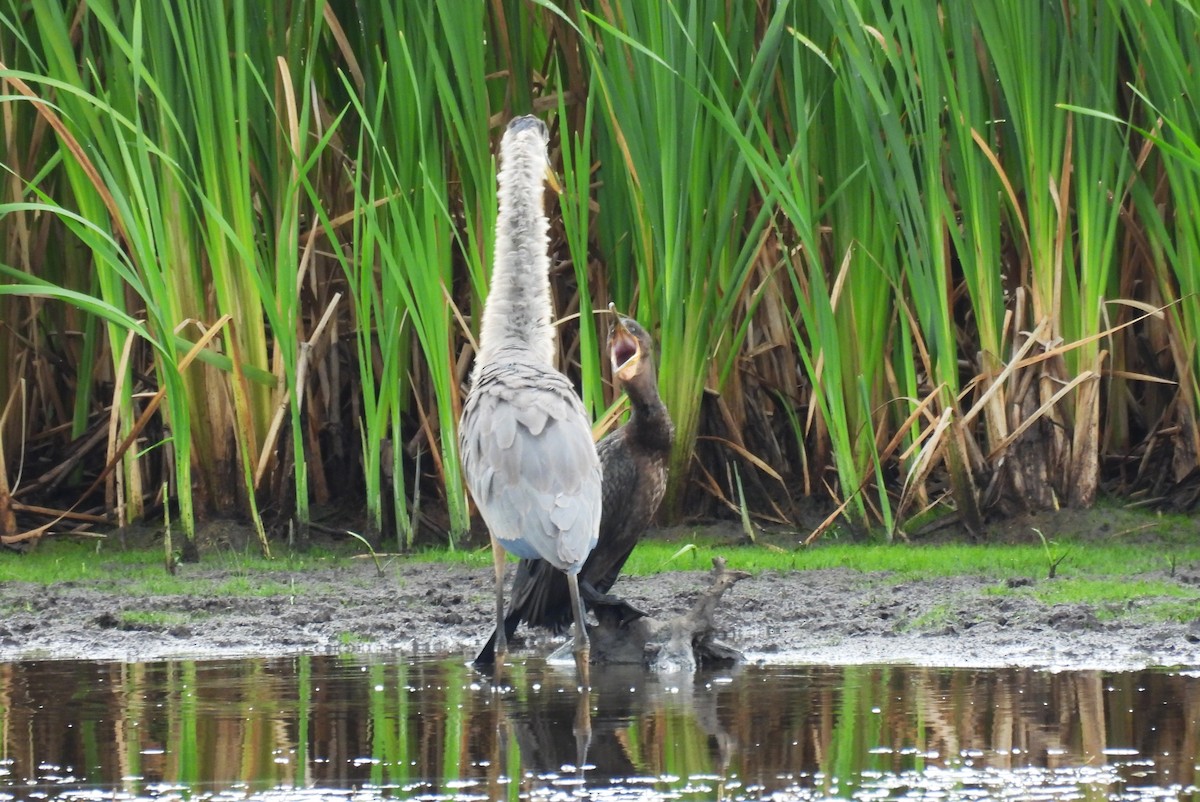 Double-crested Cormorant - ML641098790