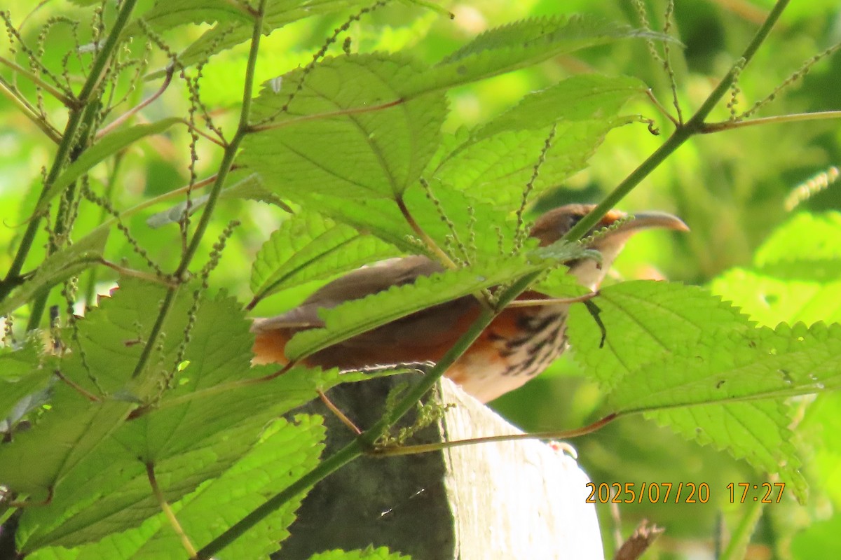 Black-streaked Scimitar-Babbler - ML641098793