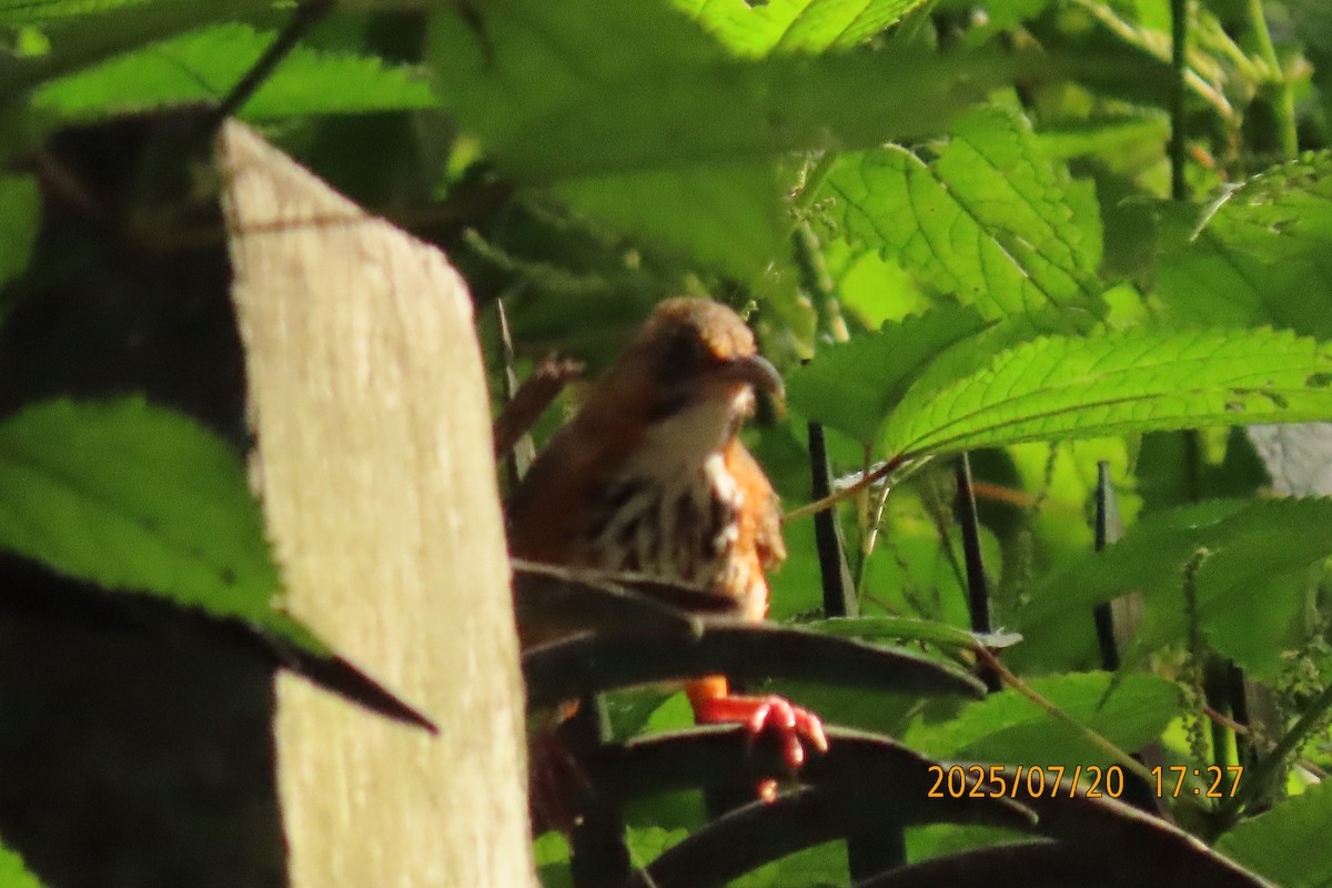 Black-streaked Scimitar-Babbler - ML641098794