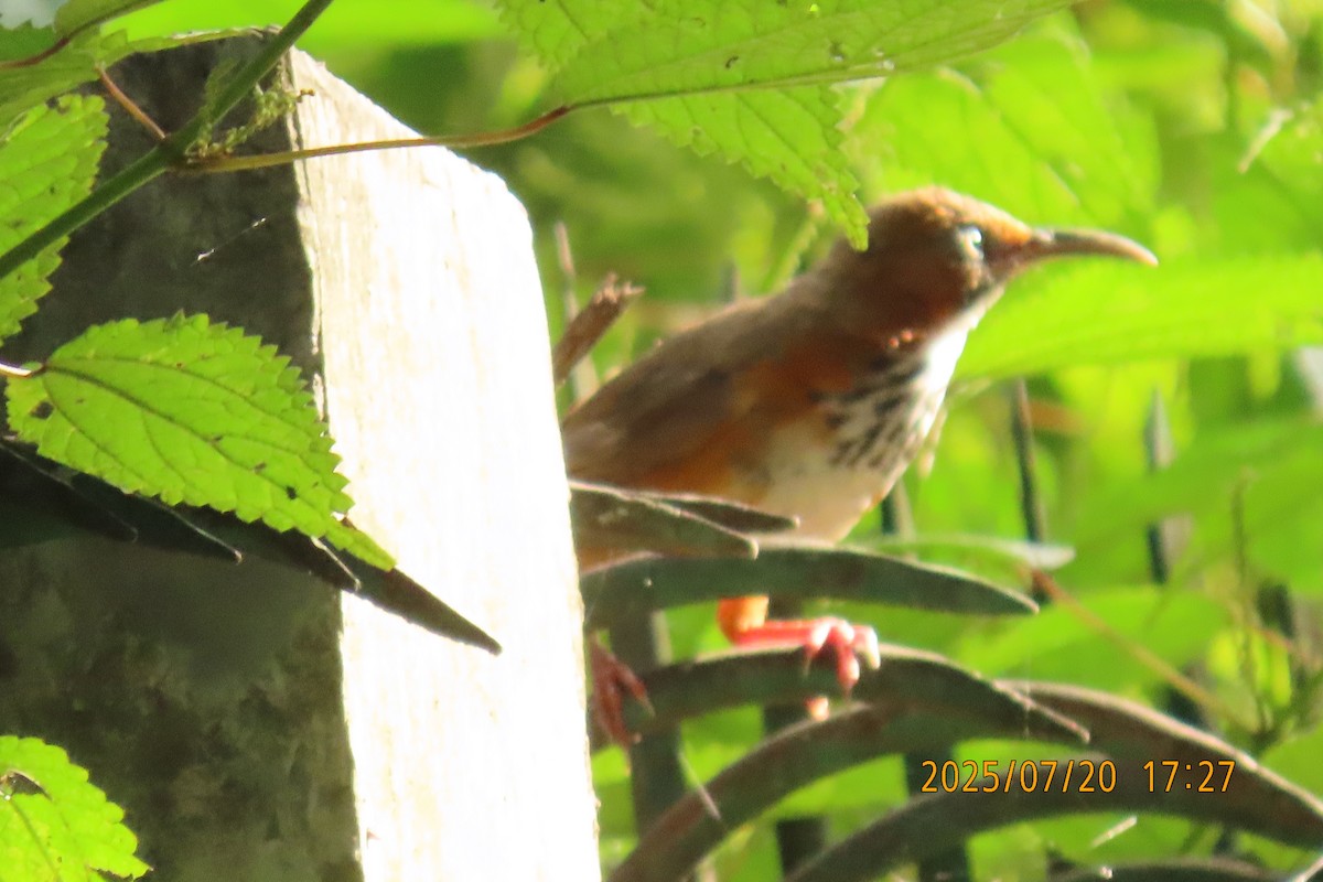 Black-streaked Scimitar-Babbler - ML641098795