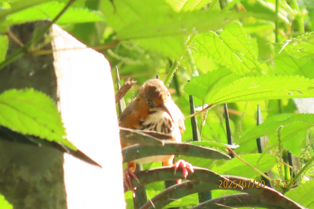 Black-streaked Scimitar-Babbler - ML641098796