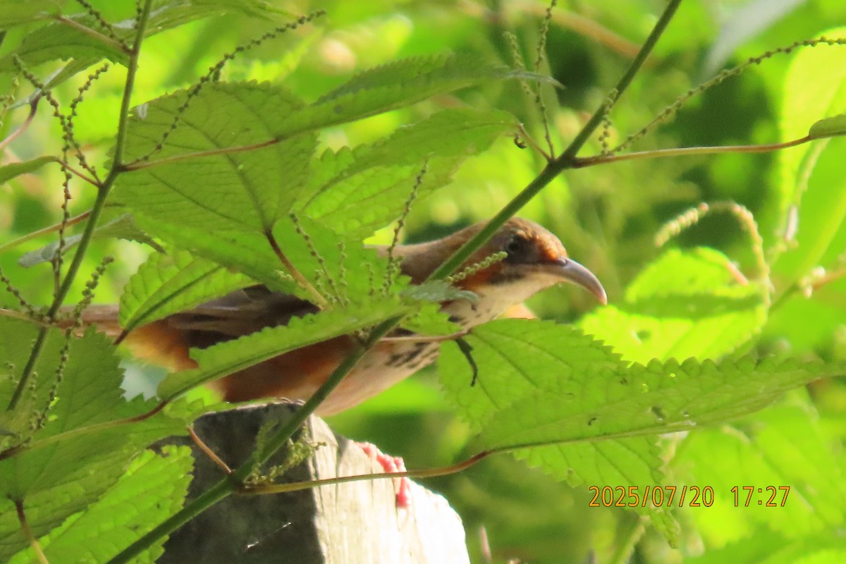 Black-streaked Scimitar-Babbler - ML641098797