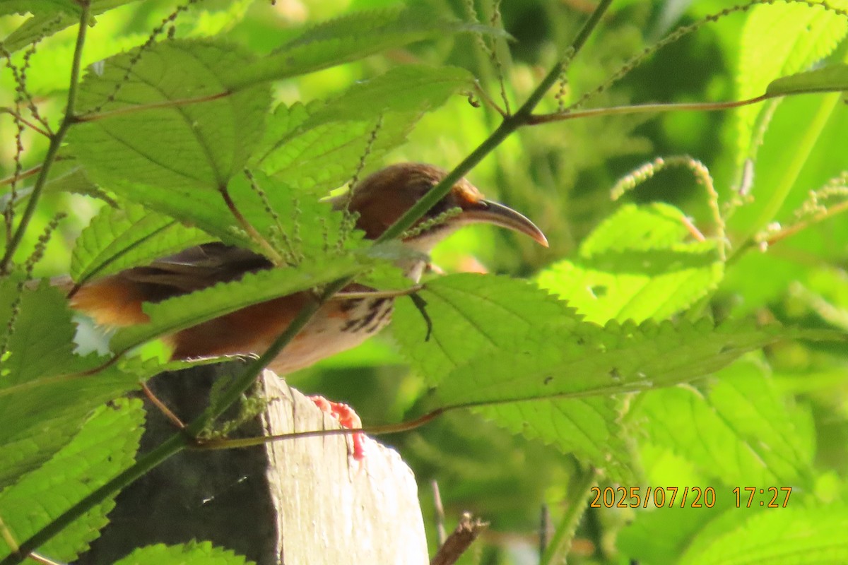 Black-streaked Scimitar-Babbler - ML641098798