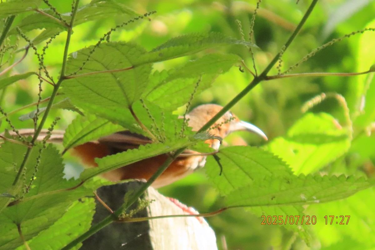 Black-streaked Scimitar-Babbler - ML641098799