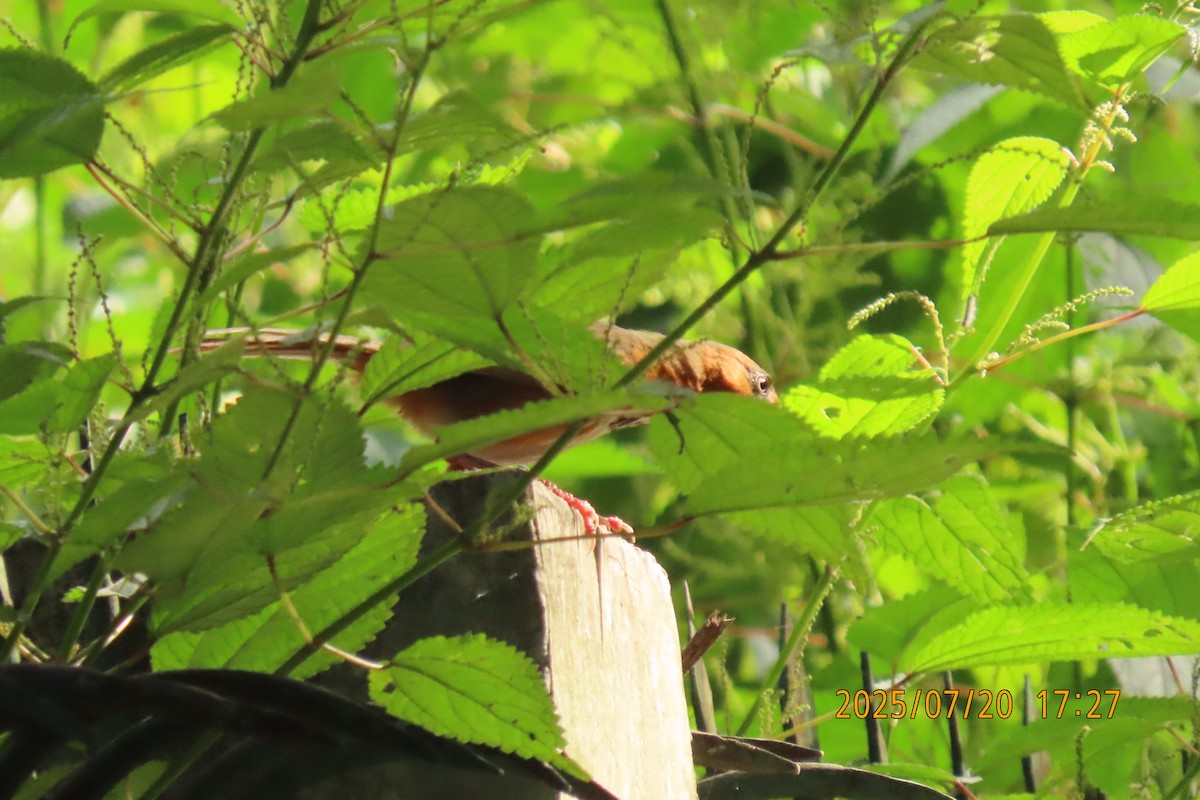 Black-streaked Scimitar-Babbler - ML641098800