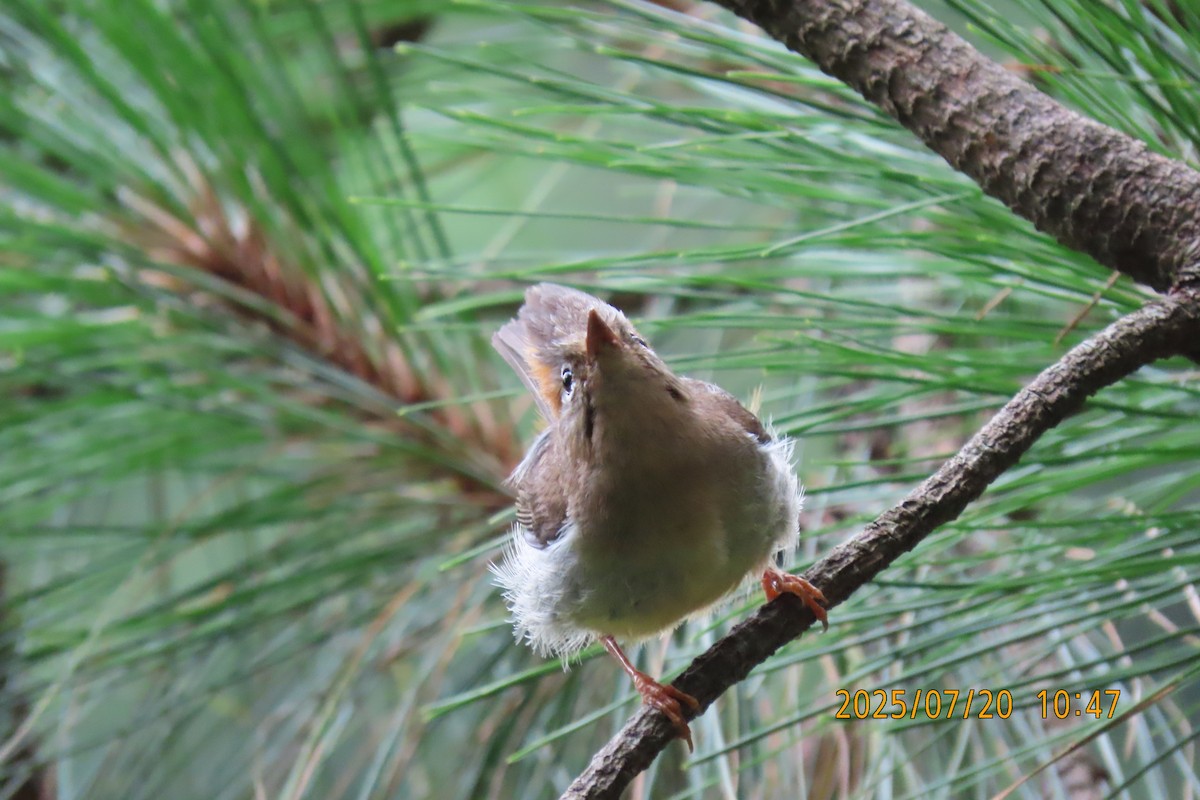 Rufous-vented Yuhina - ML641098845