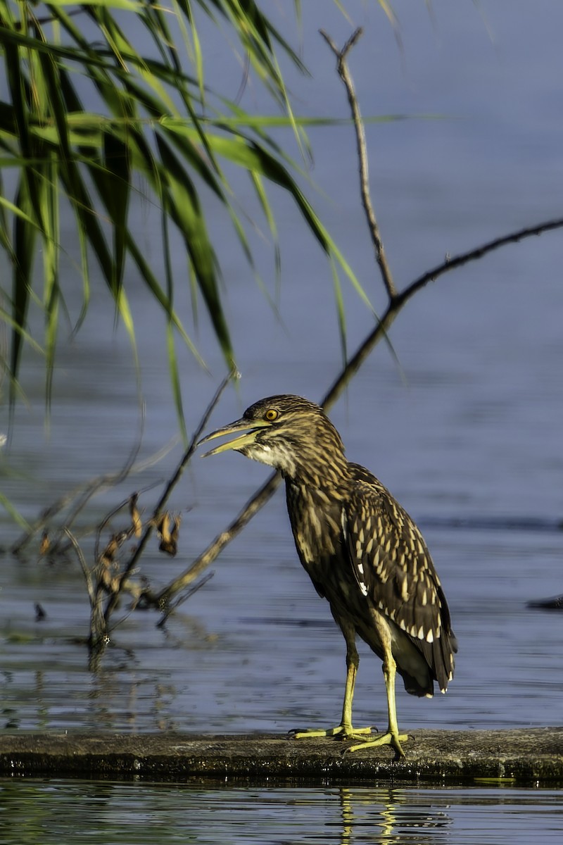 Black-crowned Night Heron - ML641098849