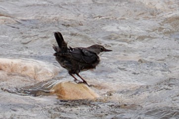White-throated Dipper - ML641098851