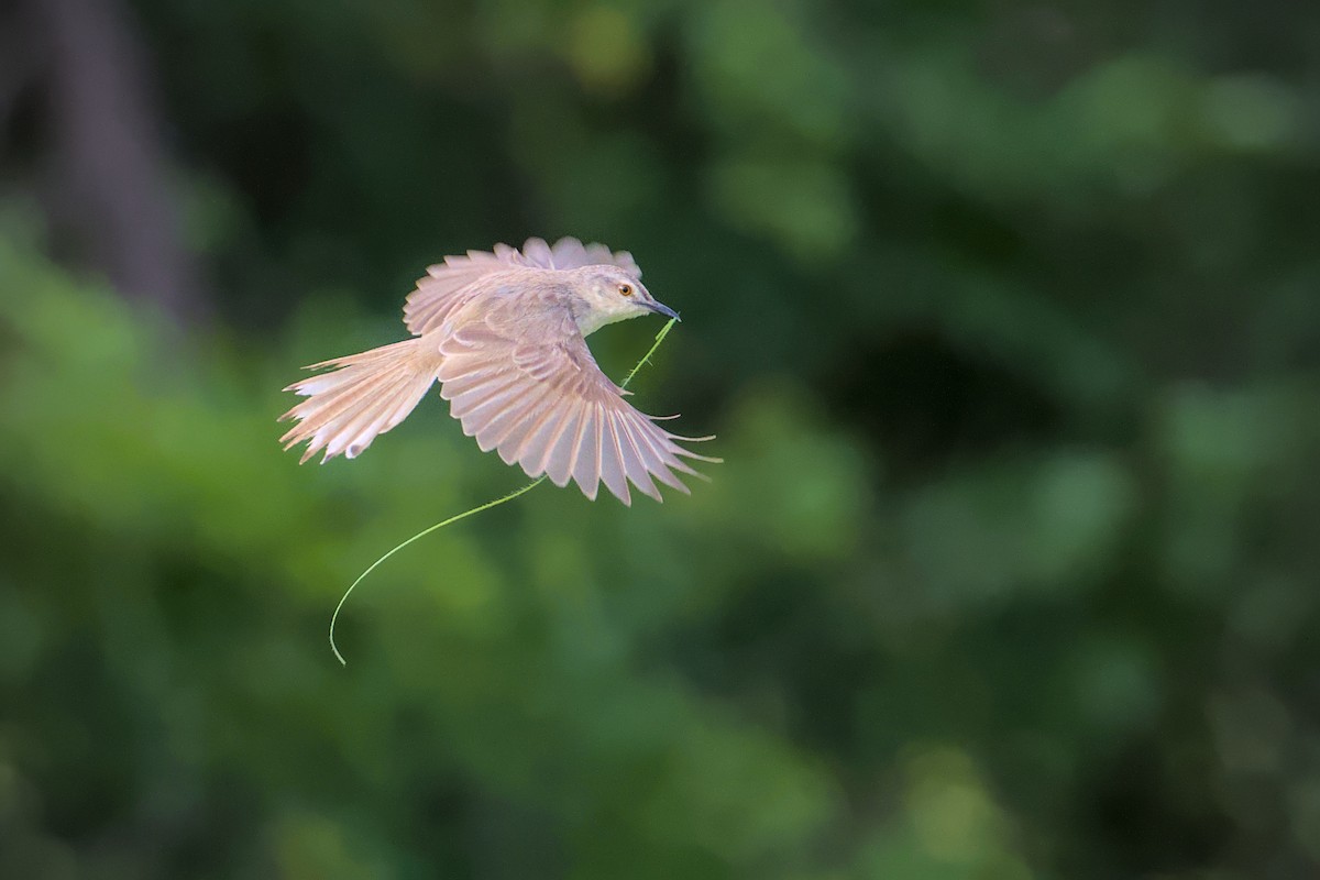 Prinia de Hodgson - ML641098861