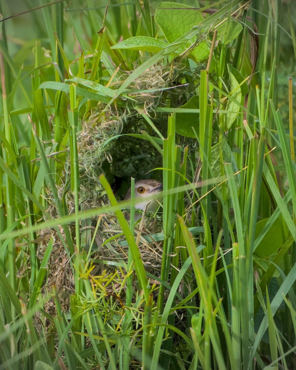 Prinia de Hodgson - ML641098864