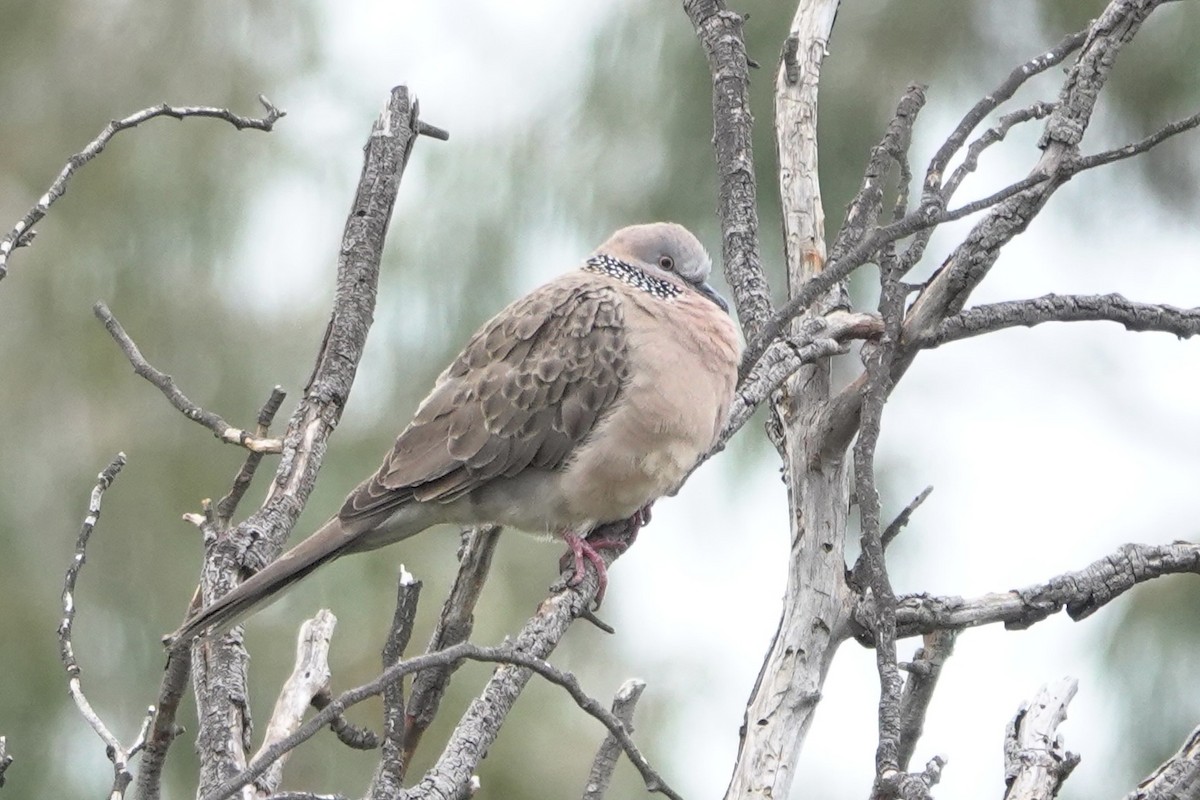 Spotted Dove - ML641098869