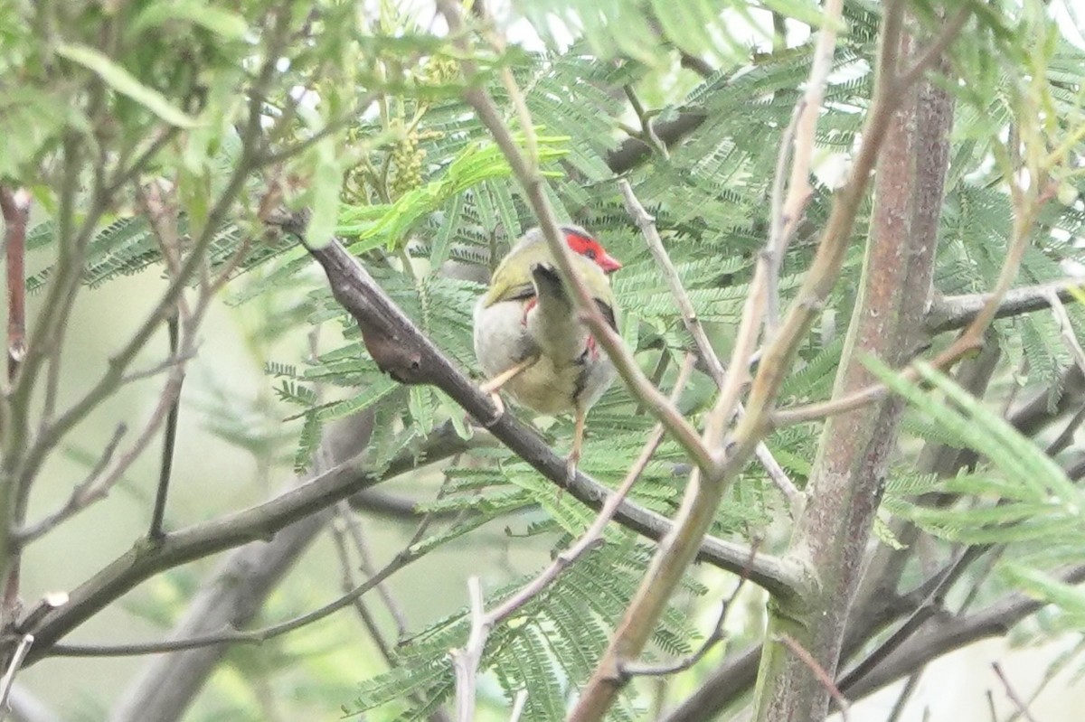 Red-browed Firetail - ML641098871