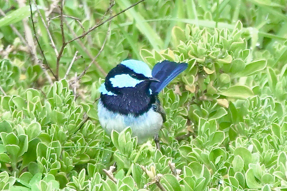 Superb Fairywren - ML641098873