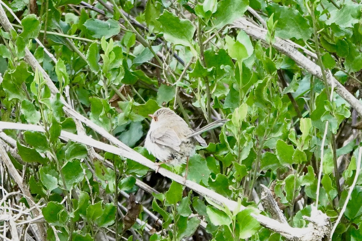 Superb Fairywren - ML641098874