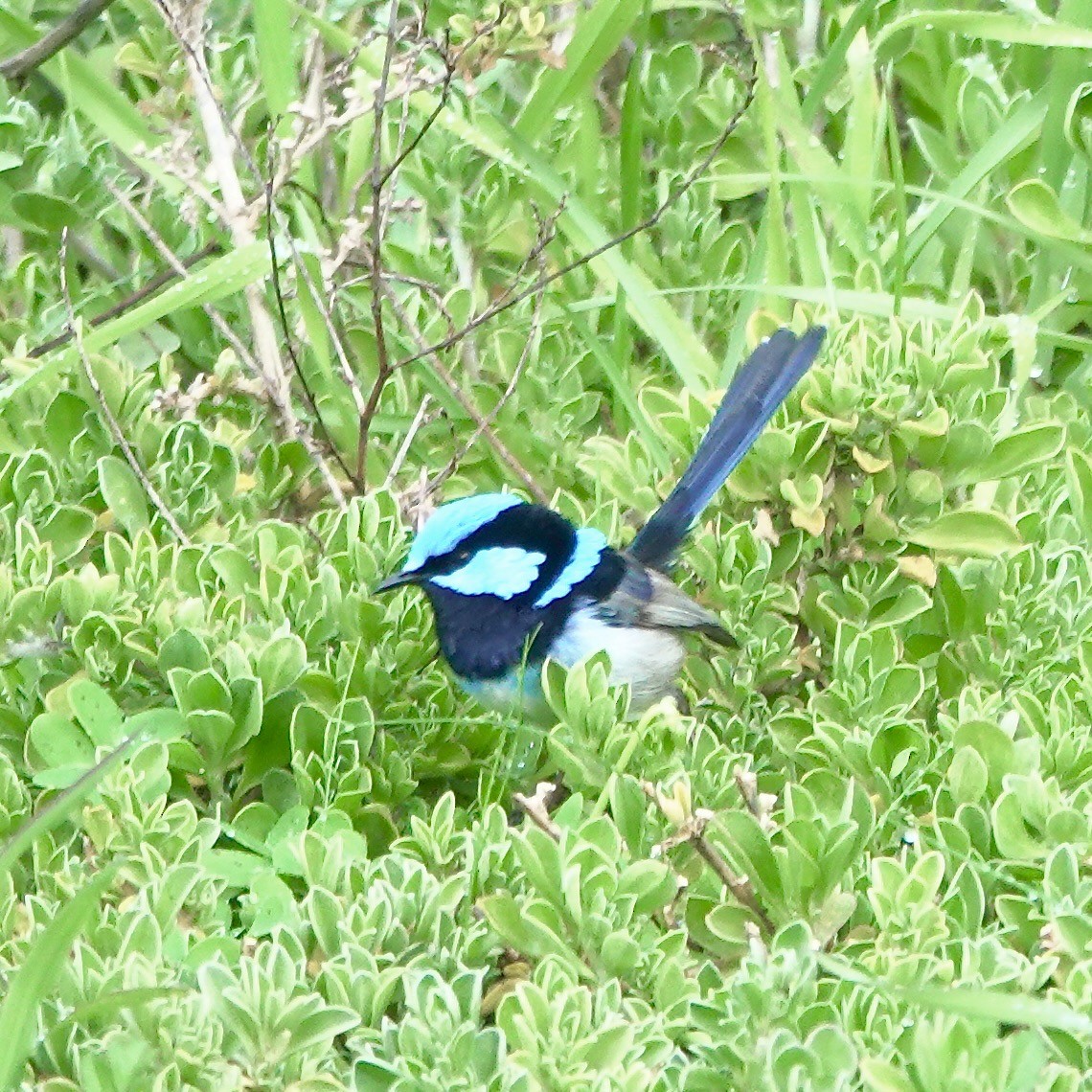 Superb Fairywren - ML641098875