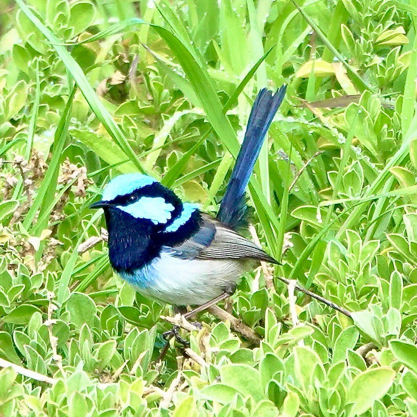 Superb Fairywren - ML641098876
