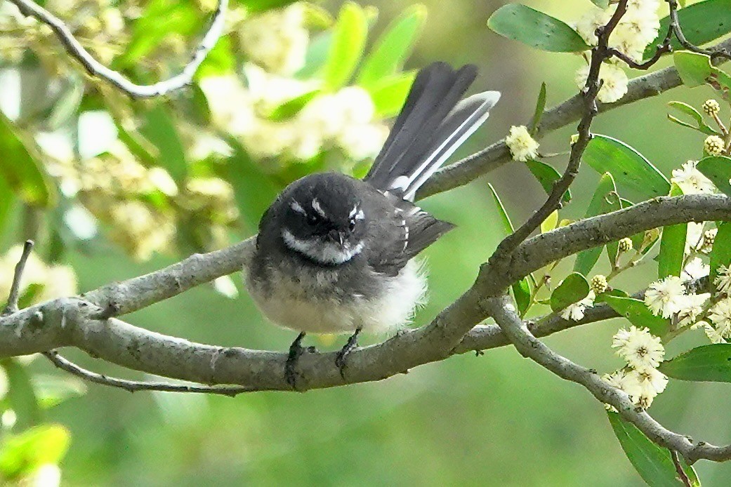 Gray Fantail - ML641098879
