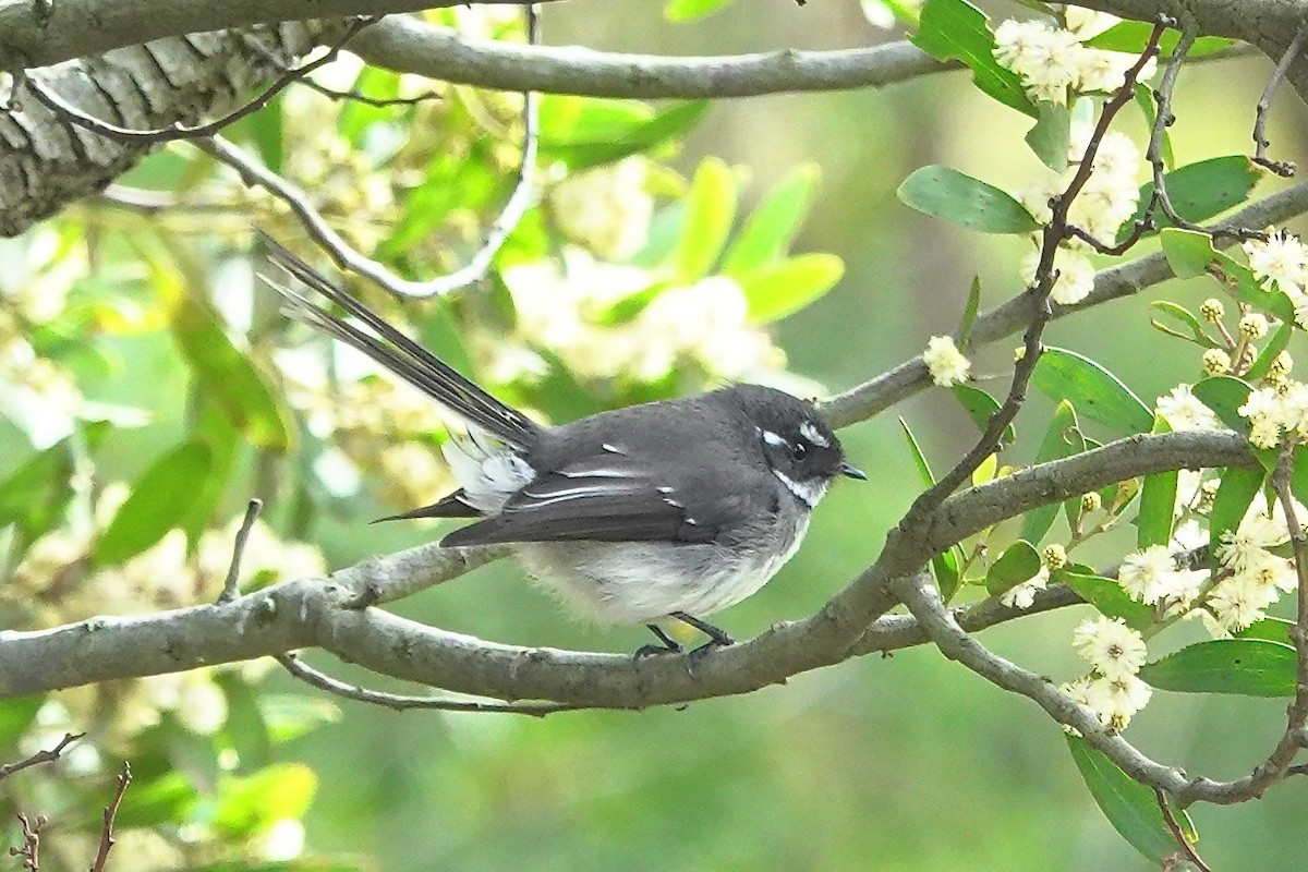 Gray Fantail - ML641098880