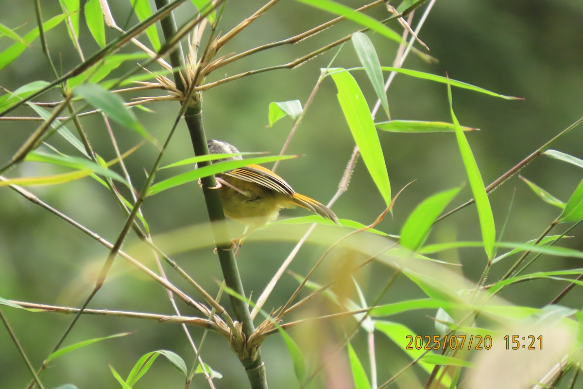 Golden-breasted Fulvetta - ML641098885