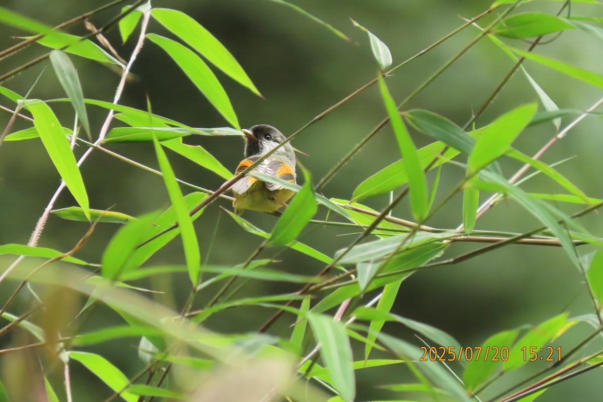 Golden-breasted Fulvetta - ML641098886