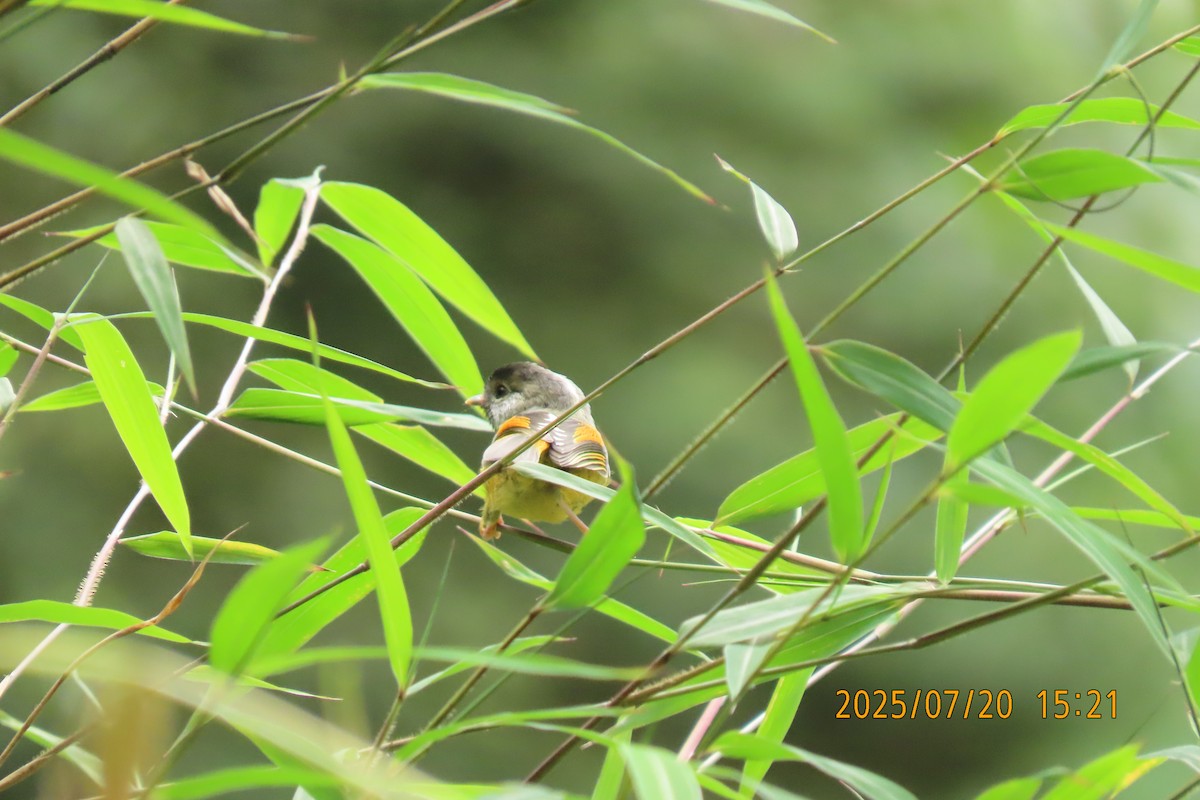 Golden-breasted Fulvetta - ML641098887