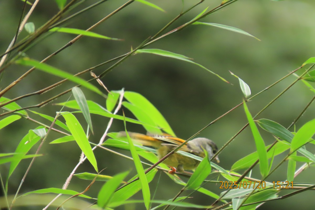 Golden-breasted Fulvetta - ML641098888