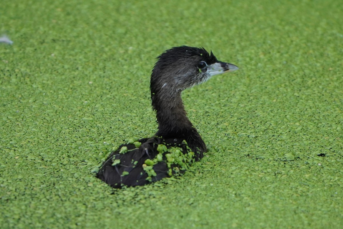 Pied-billed Grebe - ML641098917