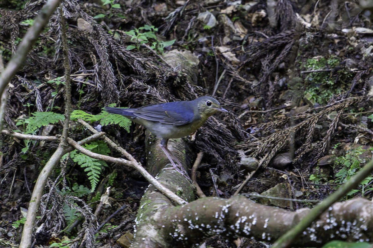 Siberian Blue Robin - ML641098930