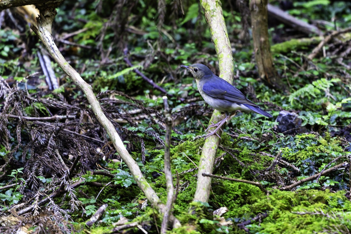 Siberian Blue Robin - ML641098931
