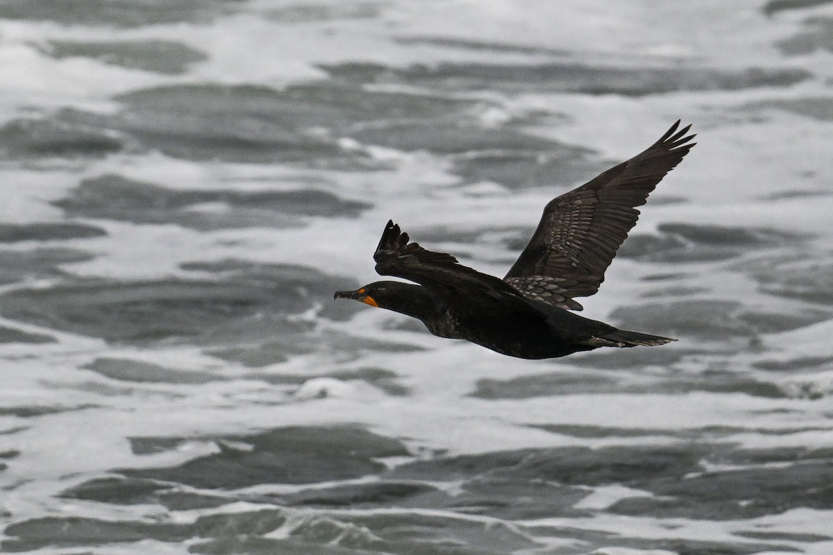 Double-crested Cormorant - ML641098962