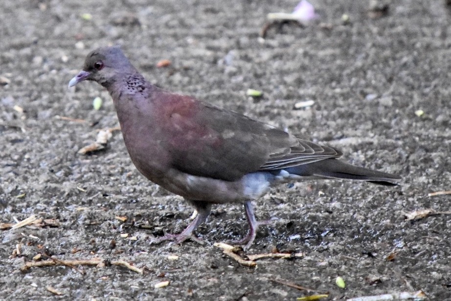 Malagasy Turtle-Dove - ML641098963