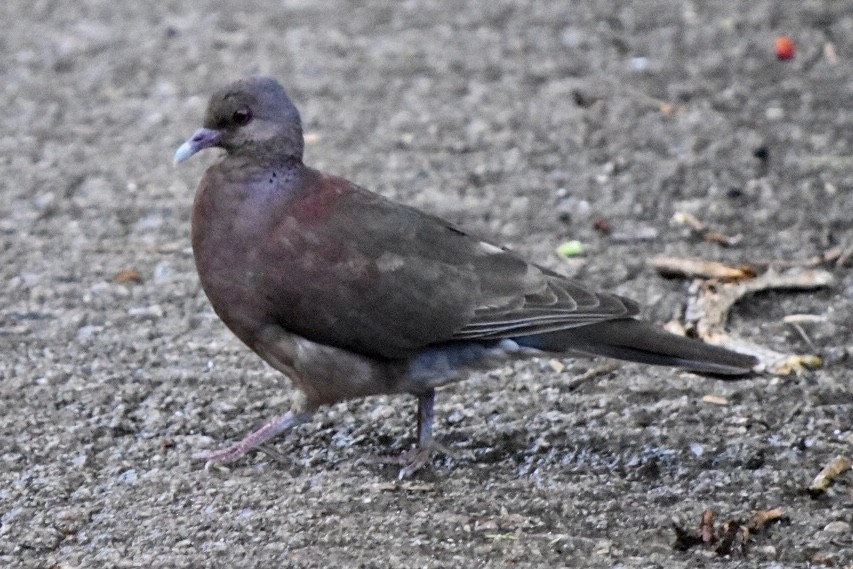 Malagasy Turtle-Dove - ML641098964