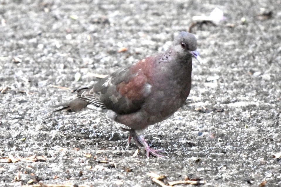 Malagasy Turtle-Dove - ML641098965