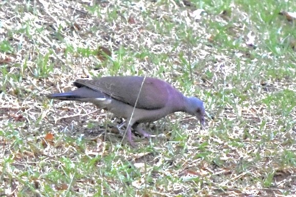 Malagasy Turtle-Dove - ML641098966
