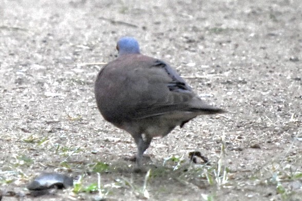 Malagasy Turtle-Dove - ML641098967