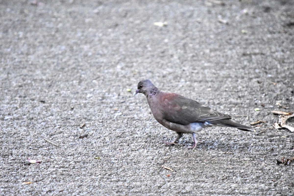 Malagasy Turtle-Dove - ML641098968
