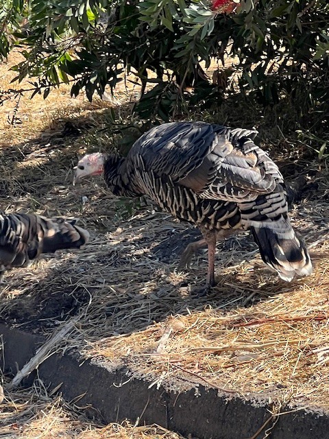 Wild Turkey - ML641099005