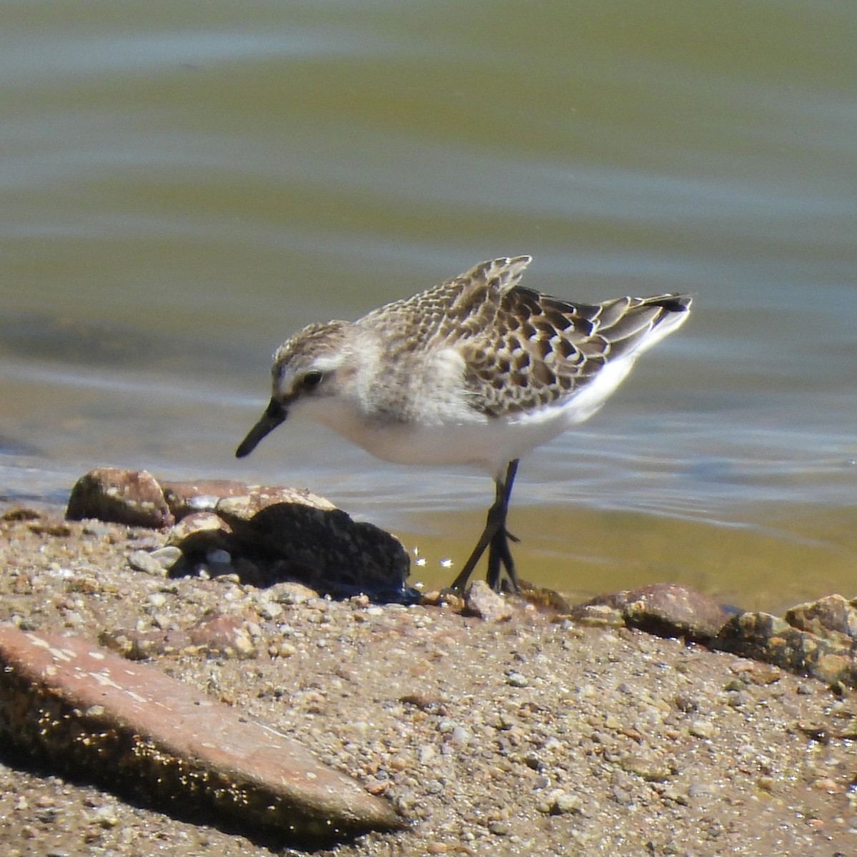 Semipalmated Sandpiper - ML641099011
