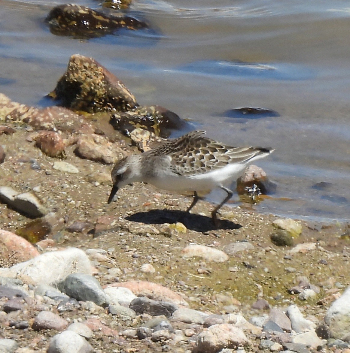 Semipalmated Sandpiper - ML641099016