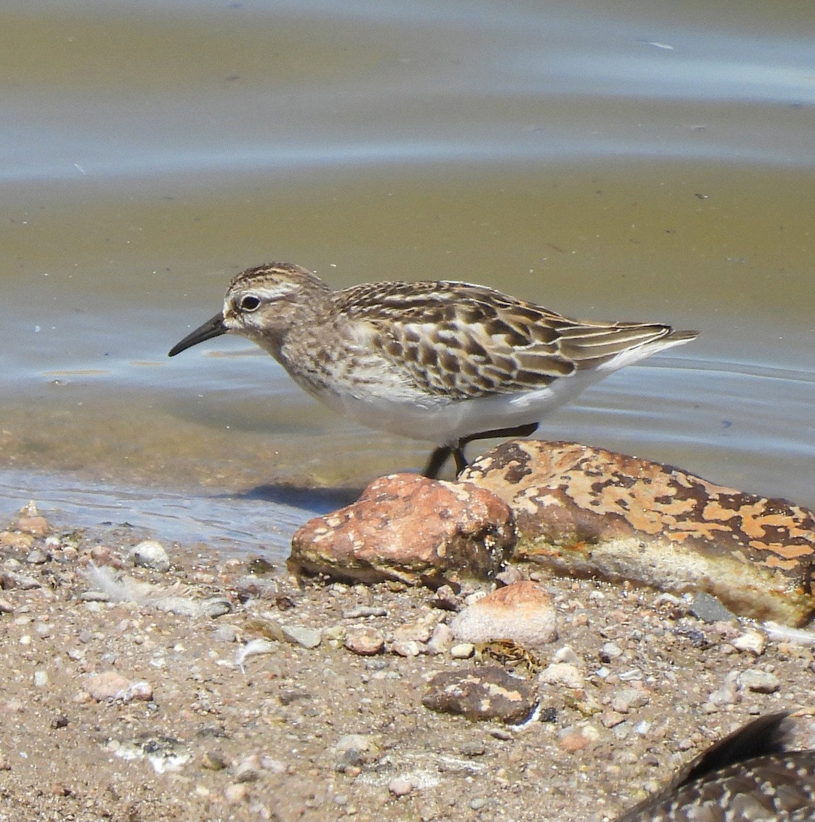 Least Sandpiper - ML641099021