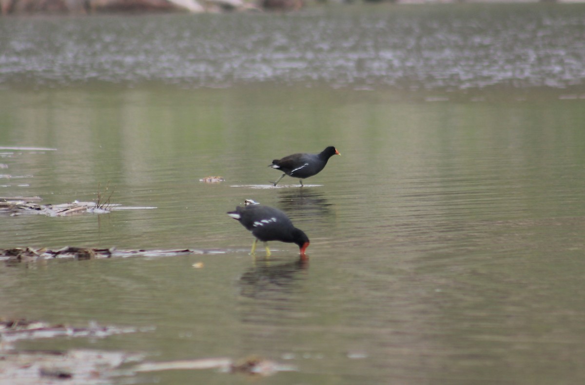 Common Gallinule - ML641099034