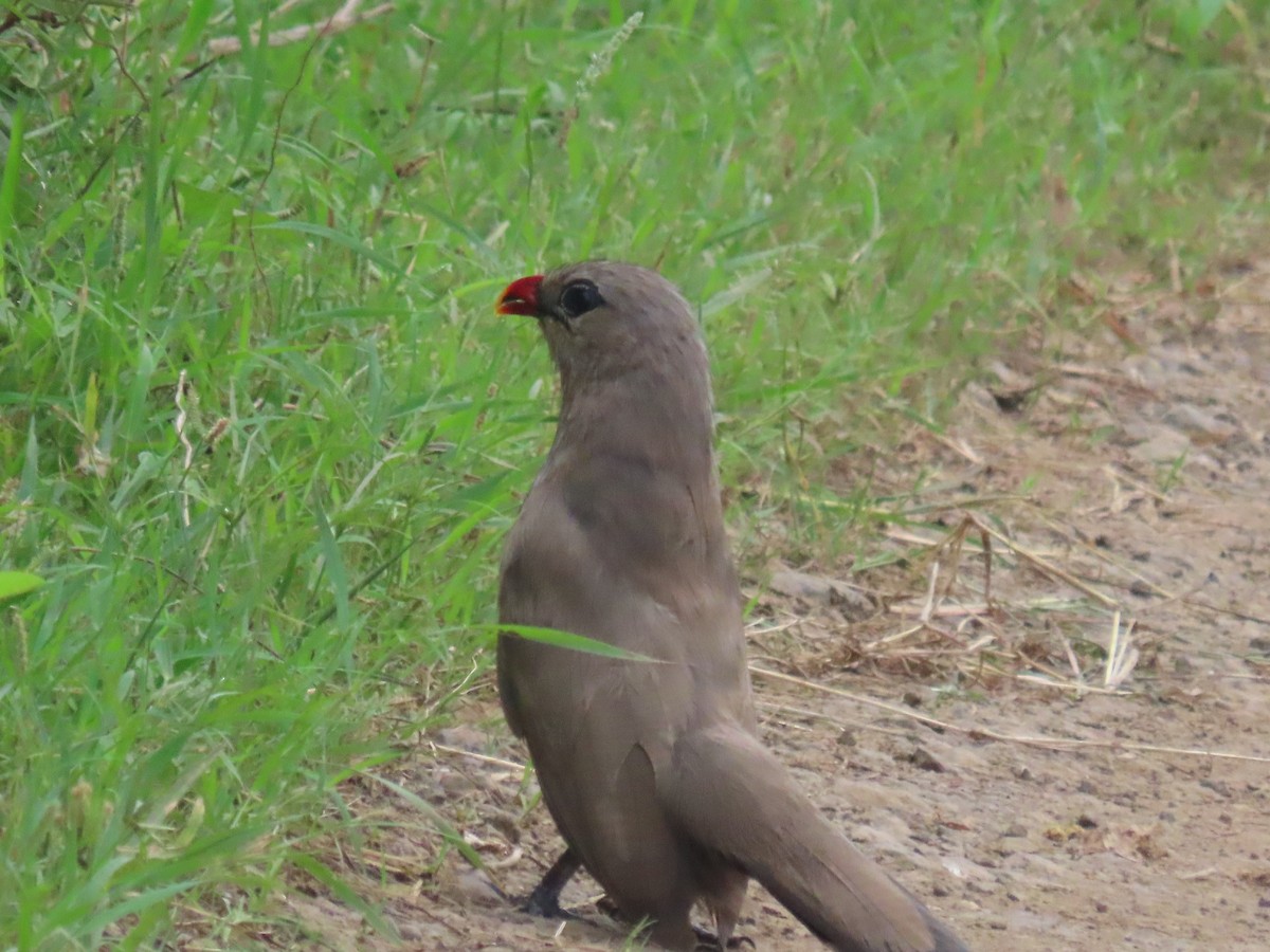 Sirkeer Malkoha - ML641099059