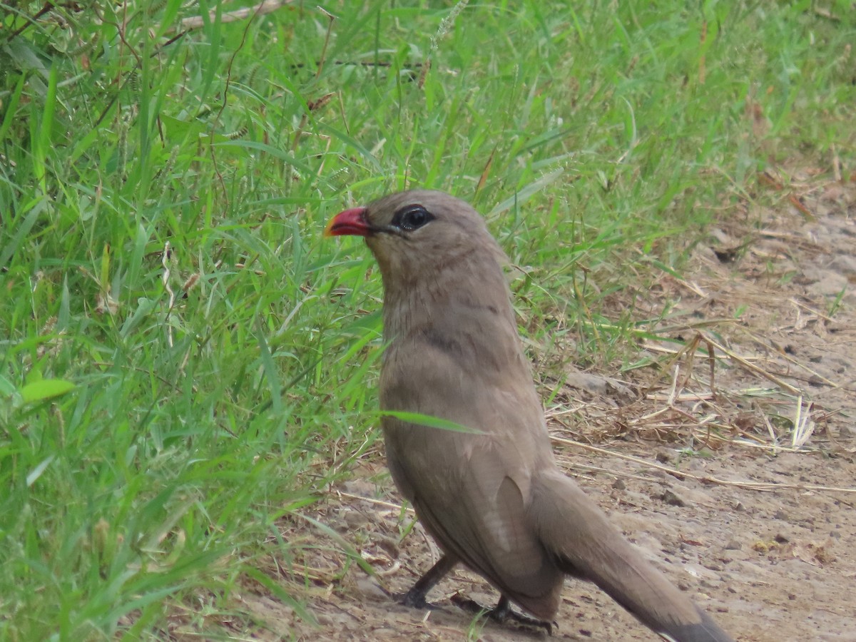 Sirkeer Malkoha - ML641099060